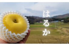 訳あり りんご「はるか」約3㎏【数量限定】