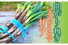 家庭用 訳あり とろっとろの曲がりネギ（土つき）4kg