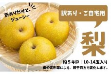 【訳あり】梨 約5kg(10～14玉入り)