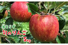 【先行予約】葉とらず 旬のりんご5kg 家庭用 リンゴ 林檎 果物 フルーツ 岩手県 一関市