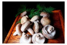 【定期便3ヵ月】肉厚ふっくら 福ふくしいたけ Ａ品 1kg