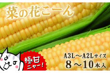 朝採れ とうもろこし「菜の花こーん」8～10本 A3L～A2Lサイズ 高糖度  濃厚 生食 農家直送 朝 もぎたて トウモロコシ 岩手県 一関市 