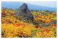 須川の紅葉