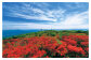 室根山頂のつつじ