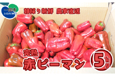 《先行予約 9月～順次発送》【訳あり】ふぞろい赤ピーマン 5kg《朝採り新鮮／農家直送》