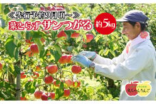 家庭用 りんご 葉とらず サンつがる 約5㎏ ≪先行予約9月中旬頃～順次発送≫