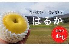【先行予約】訳あり 家庭用 りんご「はるか」約4㎏【数量限定】