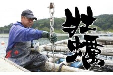【2024年12月後半発送】牡蠣のガンガン焼きと海の幸 セット 〈殻付き牡蠣 / 牡蠣オイル漬け / ホヤむき身 / 塩蔵わかめ〉【 牡蠣 かき 殻付き ホヤ わかめ 詰め合わせ 人気 国産 三陸産 】RT793
