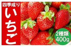 【先行予約】 四季成りいちご 2種食べ比べ 400g ( 200g × 2パック ) 品種おまかせ 〈 なつあかり 信大BS8-9 夏の輝 夏のしずく すずあかね 〉【 詰め合わせ ギフト イチゴ 苺 ストロベリー フルーツ 岩手 陸前高田 リアスターファーム 】2026年1～5月発送 RT958