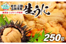 【発送開始！】【 期間限定 】無添加 生うに 250g (塩水パック) 獲れたて直送！広田湾 ミョウバン不使用 【 うに ウニ ムラサキウニ  三陸産 岩手県 天然 濃厚 新鮮  】 ※期日指定不可※ RT2560