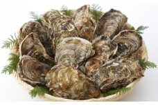 牡蠣 産地直送！ 加熱用 【訳あり】 不揃いの殻付き牡蠣 5kg （ 冷凍 ）【 訳あり 国産 三陸産 天然 牡蠣 かき 殻付き 人気 グラタン 海鮮 お刺身 魚介 魚介類 BBQ バーベキュー フライ 】 岩手 陸前高田市