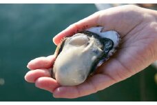 かき小屋広田湾の殻付きぽっちゃり牡蠣 12個入り 【 かき カキ 牡蠣 1年牡蠣 シングルシード式 三陸産 牡蠣 牡蛎 広田湾 】RT1375