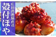 広田湾漁協からお届け！殻付新鮮ほや【期日指定不可】