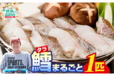 【下処理しない】タラまるごと【１匹】(※下処理可) 鱈 タラ 鮮魚 海鮮 お刺身 魚介 お祝い 宴会 時短 便利 岩手 陸前高田市【2025年1月～発送予定】