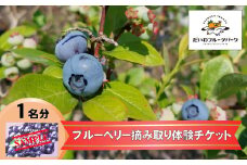 【現地で体験】陸前高田市でブルーベリー摘み取り体験 大人1名様分 【 ブルーベリー 収穫 体験 フルーツ 果物 】 だいわフルーツパーク RT2281
