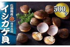 【先行予約】高級 広田湾 イシカゲ貝 約500g (目安：7～9個) ※期日指定不可※ 【 いしかげ貝 海産物 幻の貝 高級 刺身 岩手 陸前高田 】 2025年6月頃～発送予定 RT2473-2025