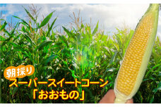 朝採り！ スーパー スイートコーン 品種：おおもの 約2.5kg ( 6～7本 )【 とうもろこし 夏野菜 コーン サラダ 数量限定 人気 おすすめ 岩手 陸前高田 】 RT2462