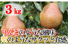 【先行予約 / 数量限定】 ご家庭用 フレミッシュビューティー  西洋梨  3kg 【 梨 洋梨 果物 フルーツ デザート お取り寄せ 特産品 産地直送 濃厚 芳醇 岩手 陸前高田 】2025年9月頃から順次発送予定 RT2465
