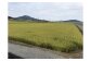 田んぼの向こうには海