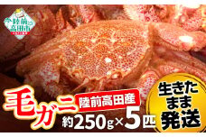 【毛ガニ 約250g×5匹】 陸前高田産 毛ガニ 生きたまま発送！ 【 かに カニ 魚介類 旬 鮮度抜群 産地直送 三陸産 】