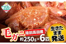 【毛ガニ 約250g×6匹】 陸前高田産 毛ガニ 生きたまま発送！ 【 かに カニ 魚介類 旬 鮮度抜群 産地直送 三陸産 】