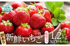 先行予約 【訳あり/小粒】新鮮いちご〈品種：紅ほっぺ〉 約1.2kg (300g×4パック) Happy Strawberry 旬の時期に収穫してすぐ発送！ 【 いちご フルーツ 旬 小分け 人気 岩手 陸前高田 】2025年2月中旬頃から順次発送