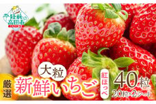 先行予約 【大粒/厳選】新鮮いちご 20粒×2シート 〈品種：紅ほっぺ〉 Happy Strawberry 旬の時期に収穫してすぐ発送！ 【 いちご フルーツ 旬 数量限定 人気 岩手 陸前高田 】2025年2月頃から順次発送