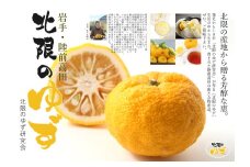 【期間限定】北限のゆず（黄玉）約1kg 【 柚子 ユズ 旬 果物 料理 産地直送 岩手 陸前高田 】RT2649