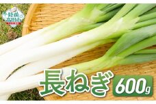 【先行予約】 長ねぎ 約600g 土を落として発送 すぐに使える 【 ねぎ 長ネギ 白ねぎ 根深ねぎ 産地直送 新鮮 料理 野菜 岩手県 陸前高田市 】 RT2757