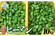 訳あり 規格外 ピーマン 約10kg 【 不揃い 産地直送 新鮮 料理 野菜 大容量 岩手県 陸前高田市 Farm Koganeyama 】 RT2724