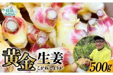 【先行予約】 陸前高田市産 黄金生姜 約500g 【 ショウガ 産地直送 新鮮 料理 野菜 薬味 岩手県 陸前高田市 】2025年10月から発送予定 RT2754