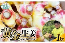 【先行予約】 陸前高田市産 黄金生姜 約1kg 【 ショウガ 産地直送 新鮮 料理 野菜 薬味 岩手県 陸前高田市 】2025年10月から発送予定 RT2725