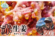 【先行予約】 希少品種 赤生姜 約500g 【 ショウガ 産地直送 新鮮 料理 野菜 薬味 岩手県 陸前高田市 】2025年10月から発送予定 RT2755