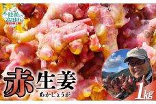 【先行予約】 希少品種 赤生姜 約1kg 【 ショウガ 産地直送 新鮮 料理 野菜 薬味 岩手県 陸前高田市 】2025年10月から発送予定 RT2726