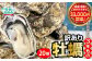 三陸産 殻つき牡蠣 生牡蠣 3年牡蠣 20個　
