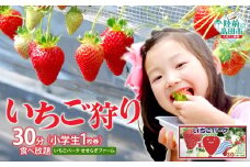 （小学生 1枚券）いちごパーク せせらぎファーム　いちご狩り30分食べ放題チケット