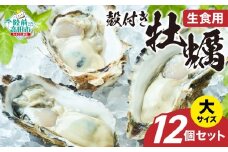 【先行予約】 生食用 殻付き牡蠣 大サイズ 12個セット 『一本松牡蠣』【 天然 牡蠣 かき 殻付き 生食 大粒 旬 産地直送 国産 陸前高田 三陸産 広田湾産 気仙町 】RT2848