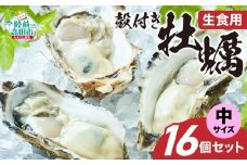 【先行予約】 生食用 殻付き牡蠣 中サイズ 16個セット 『一本松牡蠣』【 天然 牡蠣 かき 殻付き 生食 大粒 旬 産地直送 国産 陸前高田 三陸産 広田湾産 気仙町 】RT2849