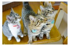 fc-36-001　猫ちゃんが大好きな方必見！『保護猫アンドゥ』フリータイムチケット3枚セット