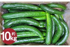 岩手にのへきゅうり【訳アリ・Ｃ品】10kg 【2025年7月中旬から2025年9月下旬発送予定】／訳あり きゅうり キュウリ 胡瓜 野菜 C品 新鮮 採れたて 直送 夏野菜 お取り寄せ 旬 産直 産地直送 二戸市 岩手県 漬物 国産
