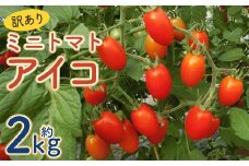 【訳あり】ミニトマト『アイコ』約2kg【2025年7月中旬～8月下旬発送予定】／ミニトマト トマト フルーツトマト 野菜  直送 岩手県 二戸市