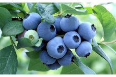 ブルーベリー 約700g 【2025年7月下旬から8月上旬発送予定】 ／フルーツ 果物 くだもの ベリー