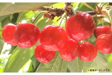 さくらんぼ 紅秀峰 約1kg （家庭用） 【2025年7月上旬～中旬発送予定】／ サクランボ チェリー 果物 果実 フルーツ 朝採れ 完熟 訳あり 岩手県 二戸市 冷蔵