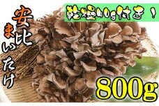 生まいたけ 丸ごと一株 約800g・乾燥まいたけ 20g×2 【安比まいたけ】 ／ 生 まいたけ 舞茸 マイタケ 乾燥 ドライ セット 詰め合わせ きのこ 国産 岩手県産 乾燥 干し舞茸 出汁 だし 天ぷら てんぷら 味噌汁 みそ汁 煮物 炊込みご飯 お吸い物 パスタ お鍋 産地直送 おすすめ