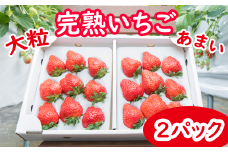 【予約開始】大粒 完熟 いちご【12月中旬発送開始】／ 苺 紅ほっぺ さがほのか かおり野  おまかせ お任せ 大粒 大きい 甘い ストロベリー 贈答用 お取り寄せ 御取り寄せ 取寄せ 新鮮 プレゼント 贈り物 贈物 贈りもの ギフト 冷蔵 産地直送 八幡平市産 人気 おすすめ オススメ 【彩花園】