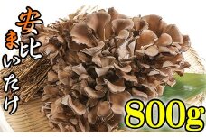 生まいたけ 大株 約800g 【安比まいたけ】 ／ 生 まいたけ 安比 舞茸 マイタケ 国産 岩手県産 きのこ キノコ 茸 野菜 一株 炊き込みご飯 炊込みご飯 天ぷら てんぷら 味噌汁 みそ汁 煮物 お鍋 鍋 すきやき すき焼き ソテー 炒めもの パスタ 産地直送 直送 おすすめ