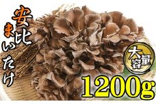 生まいたけ 大株 約1200g 【安比まいたけ】 ／ 生 まいたけ 安比 舞茸 マイタケ 国産 岩手県産 きのこ キノコ 茸 野菜 一株 炊き込みご飯 炊込みご飯 天ぷら てんぷら 味噌汁 みそ汁 煮物 お鍋 鍋 すきやき すき焼き ソテー 炒めもの パスタ 産地直送 直送 おすすめ