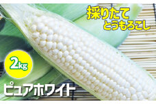 【早期予約】7月中旬発送開始予定 岩手県産 スイートコーン ピュアホワイト 2kg みうら農園 ／ とうもろこし 白 トウモロコシ 白いとうもろこし ホワイトコーン 白いスイートコーン コーン 野菜 新鮮 甘い 高糖度 期間限定 季節限定 数量限定 産地直送 農家直送 岩手県 八幡平市 おすすめ