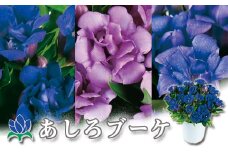 【予約承り中！2025年9月中旬発送開始予定！】 リンドウ鉢物 「あしろブーケ」 4寸鉢×1 ※色はおまかせ（濃青、薄青、ピンク３色のいずれか1色） ／ りんどう 安代りんどう リンドウ 八重咲き お花 花 竜胆 龍胆 期間限定 季節限定 鉢花 岩手県産 八幡平市産 おすすめ 【安代リンドウ開発】