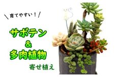サボテン＆多肉植物の寄せ植え【黒ポット】 ／  観葉植物 多肉植物 植物 寄せ植え ポット アレンジ インテリア インテリア雑貨 育てやすい 部屋 園芸 オシャレ おしゃれ お洒落 ギフト プレゼント 贈り物 さぼてん かわいい 可愛い 雑貨 癒し 観賞用 人気 おすすめ オススメ 【彩花園】